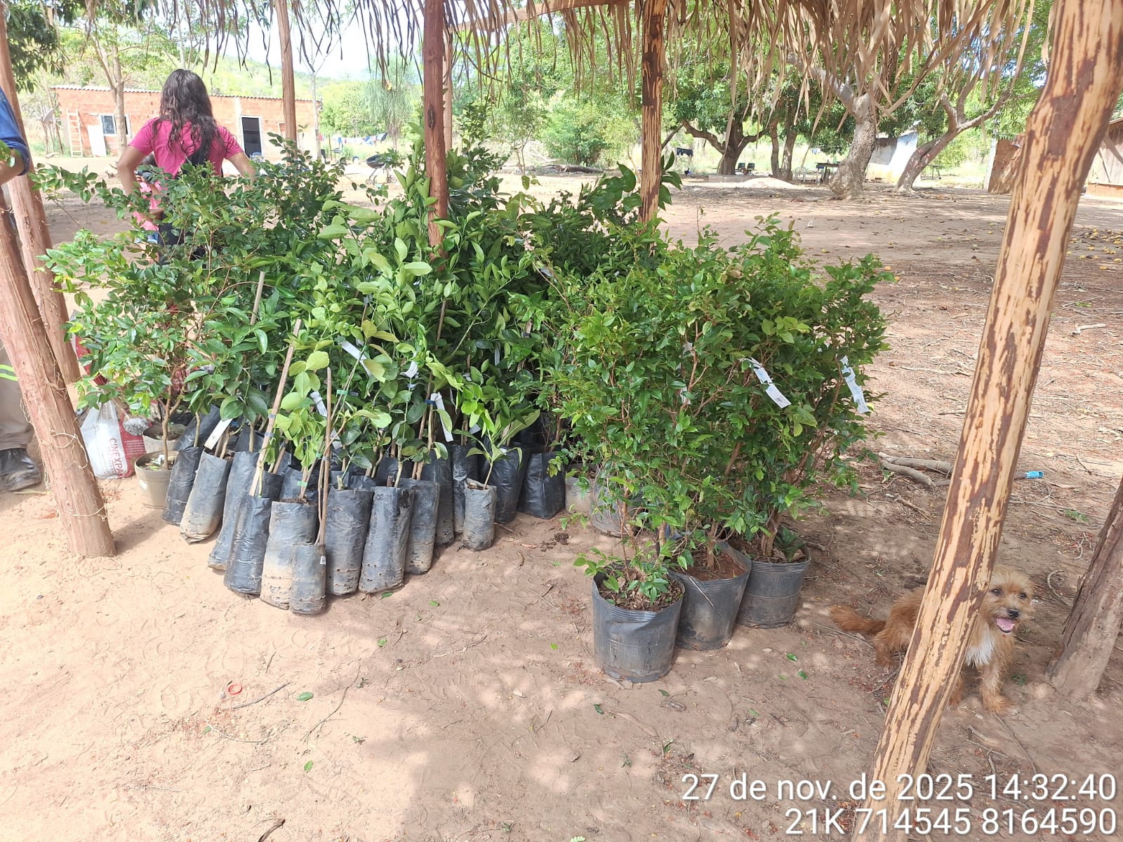 Entrega de mudas – aldeias Córrego Grande e Piebaga | Rumo